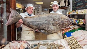 8 Stone Fish at Armstrongs