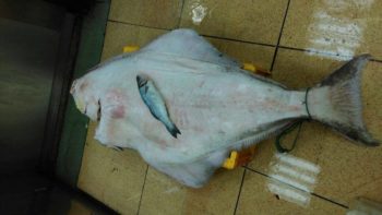 63 kilo halibut